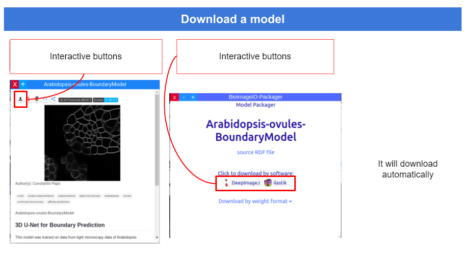 BioImage Model Zoo Model Download