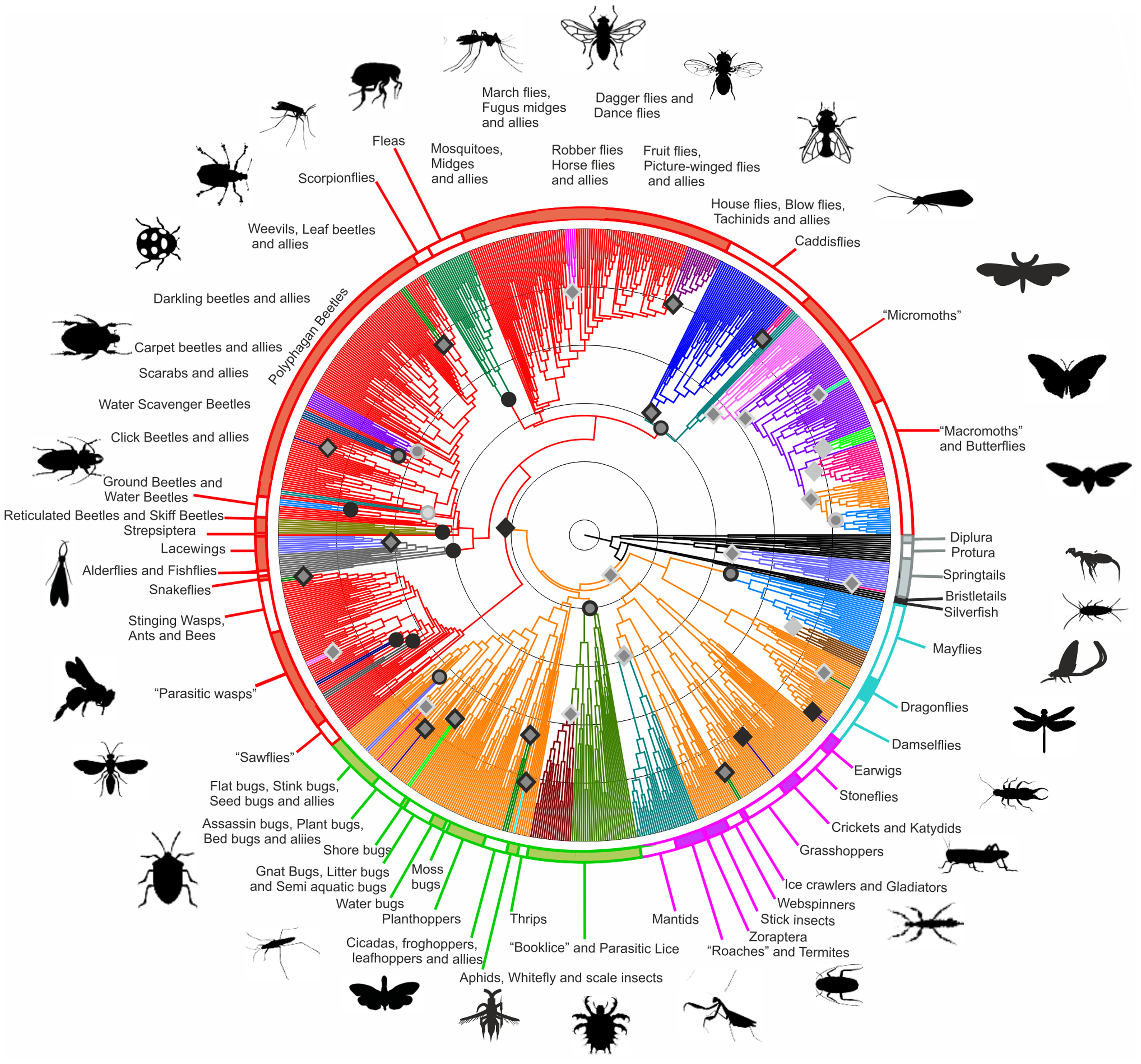 Circular phylogenetic tree of hexapods (insects). Clades are colour coded and labelled with common names e.g. ‘Fleas’. Silhouettes of representative species are shown around the outside of the tree.