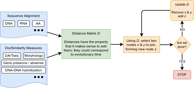 Flow chart illustrating how sequence alignment data or dis/similarity measures are used to calculate and calculate phylogenetic distances. Colours and shapes are used to differentiate different sections of the flowchart, guiding the viewer through each step from left to right. The flowchart begins with Sequence Alignment or Dis/Similarity Measures. These are used to form a distance matrix (D) which is used to select two nodes (x and y) forming a new node z. The distance matrix is updated with the new node z until no further nodes can be formed.