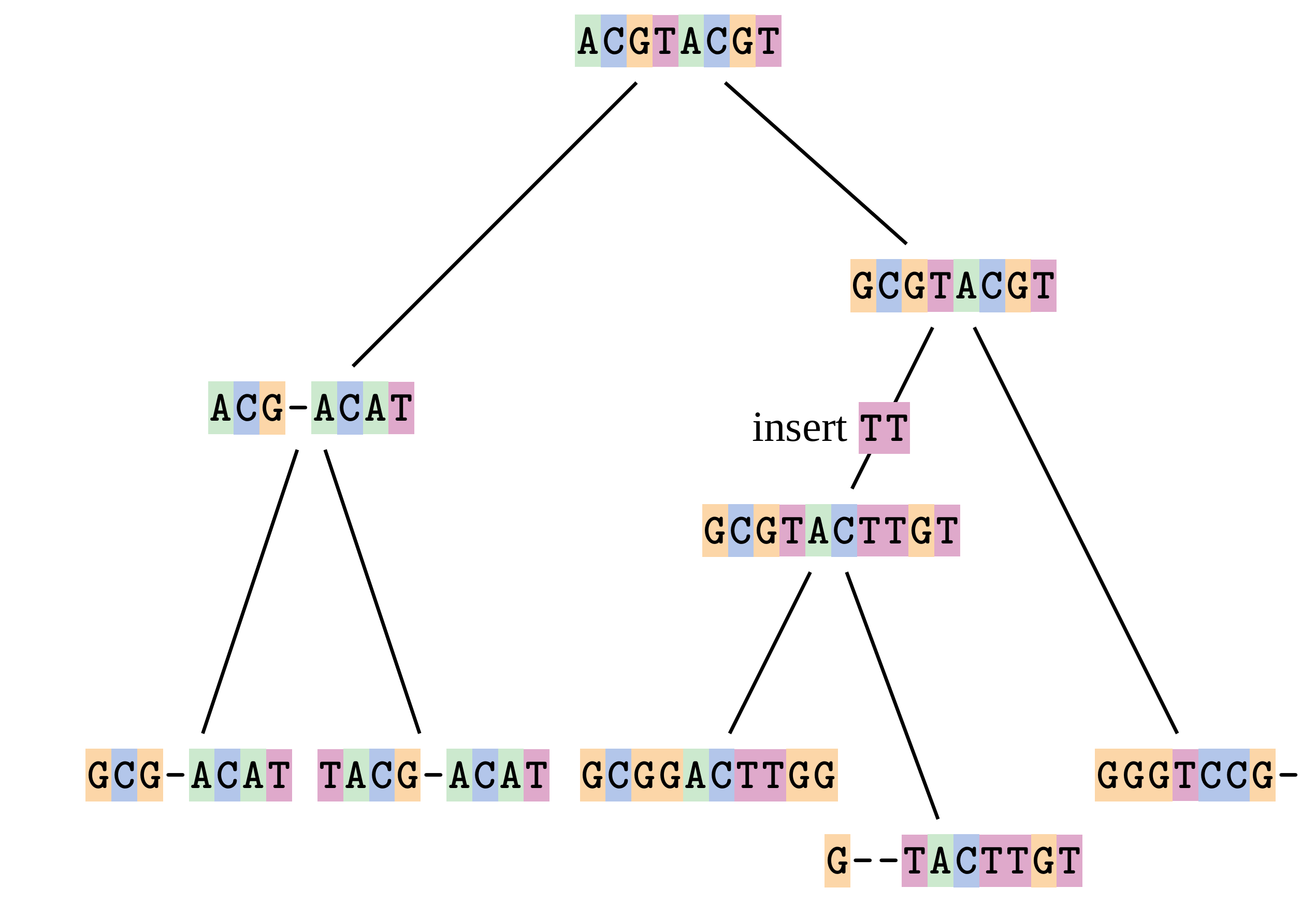 A schematic of a phylogenetic tree showing the evolution of different DNA sequences from a common ancestral sequence. An insertion of TT is highlighted in one of the branches.