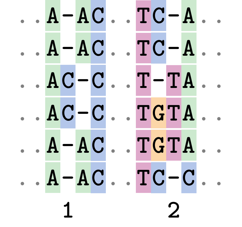 A possible alignment of six DNA sequences arranged vertically drawing attention to a position, 1, where gaps have been introduced in nearly all sequences and, 2, gaps are not aligned but could be.