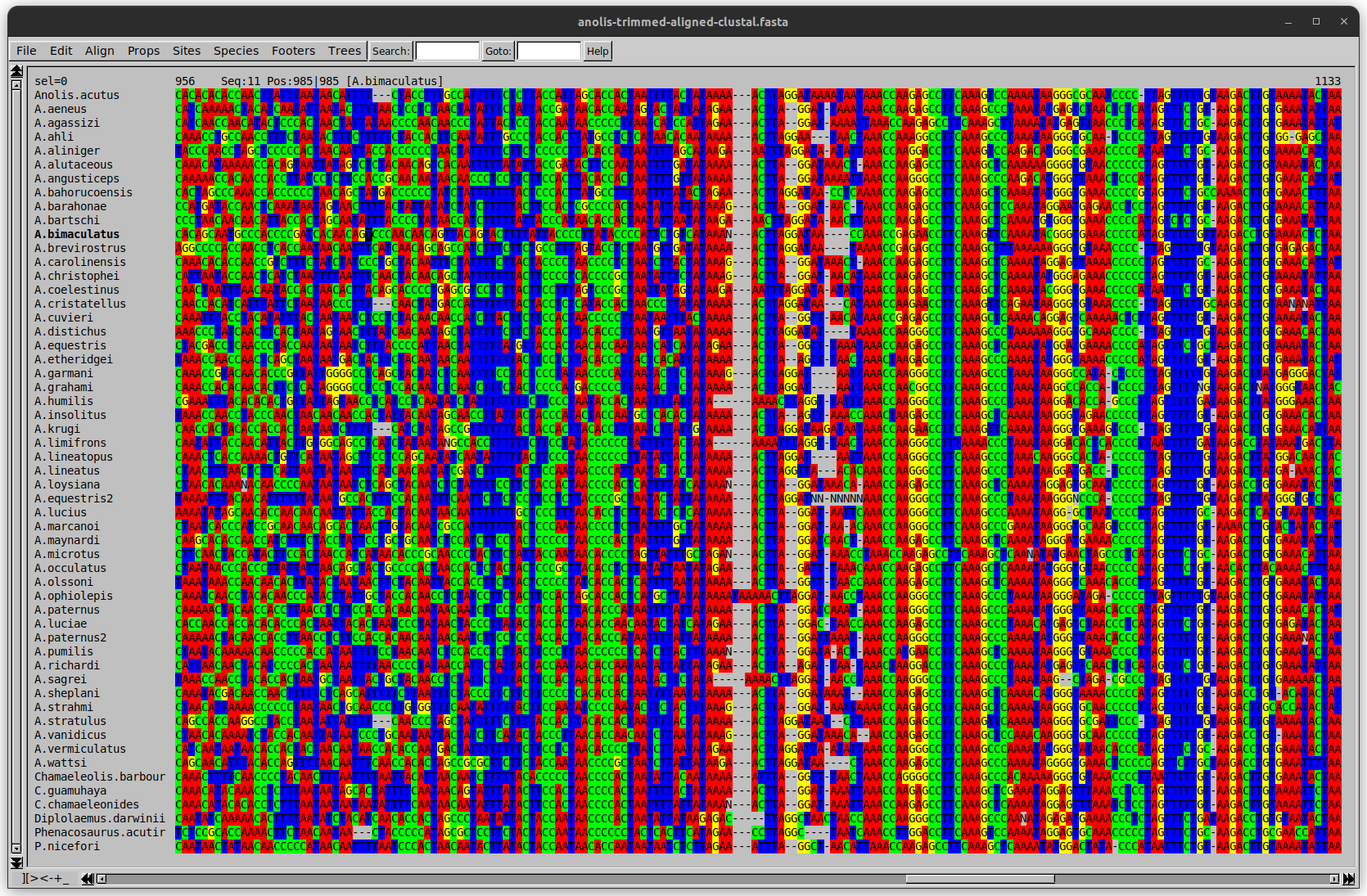 Screenshot from the program SeaView showing a multiple sequence alignment of Anolis species. DNA sequences are aligned vertically and nucleotides are colour coded. Aligned sites can be identified by solid lines of colour that run from top to bottom of the image. Full description included in the video recording at 40:06.