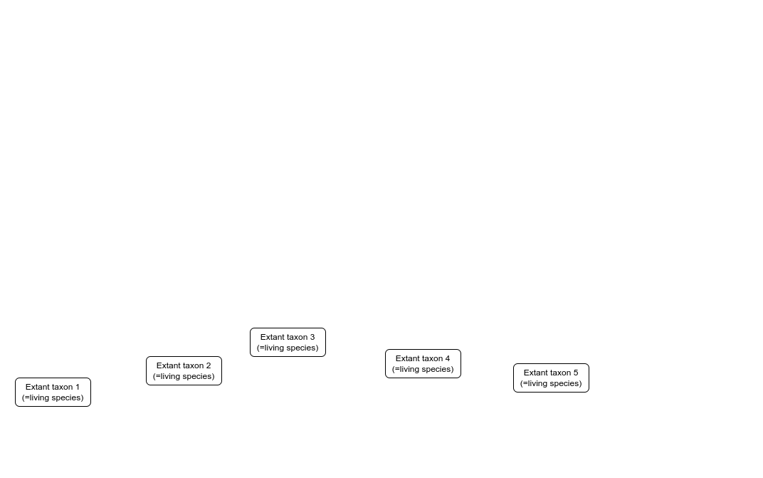 The start of a phylogenetic tree schematic. Five rectangles labelled as Extant taxa 1-5 are evenly distributed horizontally.