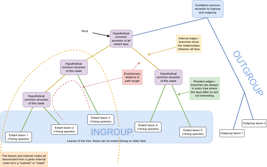 Schematic of a phylogenetic tree where features such as nodes/taxa, edges/branches are annotated and colour coded. The root of the tree is at the top of the image and the tree branches into two clades as you move towards the bottom of the image. The clades are formed of hypothetical common ancestors and five extant taxa which are labelled as the ‘in group’. Two additional taxa are appended to the right hand side of the tree and are labelled as the outgroup.