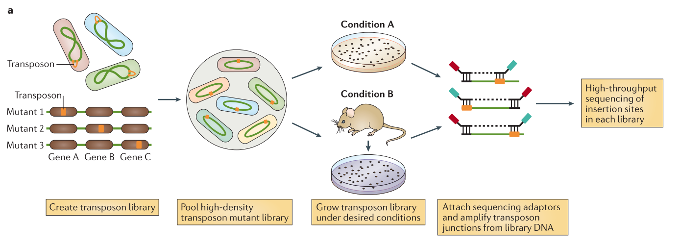 Description of tnseq method