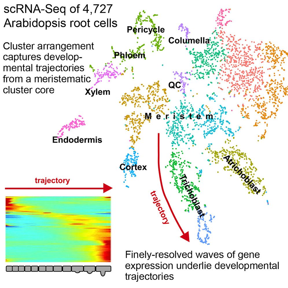 Arabidopsis clusters with trajectory from meristematic cells towards trichoblasts