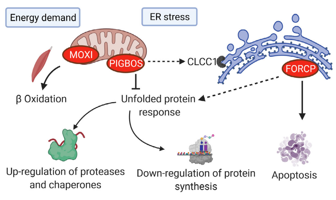 Example of small peptides biological function.